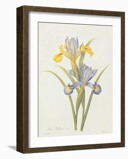 Iris (Colour Engraving)-Pierre-Joseph Redouté-Framed Giclee Print