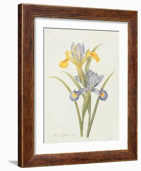 Iris (Colour Engraving)-Pierre-Joseph Redouté-Framed Giclee Print