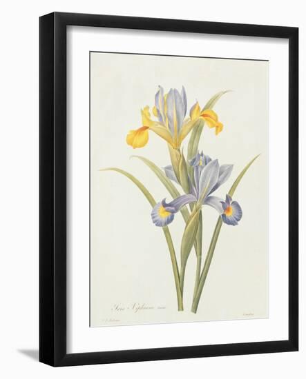 Iris (Colour Engraving)-Pierre-Joseph Redouté-Framed Giclee Print