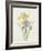 Iris (Colour Engraving)-Pierre-Joseph Redouté-Framed Giclee Print