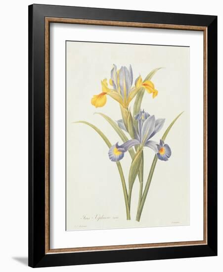 Iris (Colour Engraving)-Pierre-Joseph Redouté-Framed Giclee Print