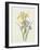 Iris (Colour Engraving)-Pierre-Joseph Redouté-Framed Giclee Print