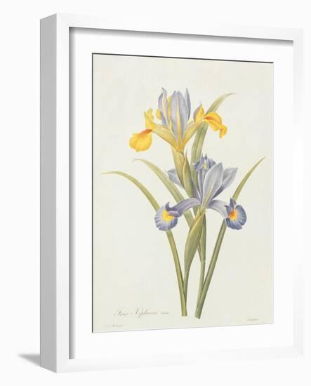 Iris (Colour Engraving)-Pierre-Joseph Redouté-Framed Giclee Print