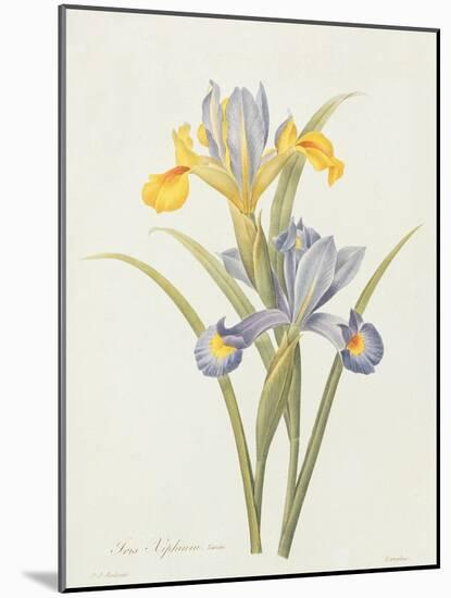 Iris (Colour Engraving)-Pierre-Joseph Redouté-Mounted Giclee Print