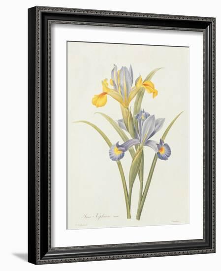 Iris (Colour Engraving)-Pierre-Joseph Redouté-Framed Giclee Print