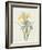 Iris (Colour Engraving)-Pierre-Joseph Redouté-Framed Giclee Print