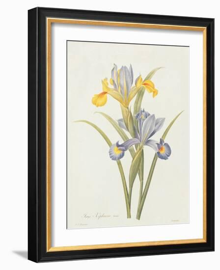 Iris (Colour Engraving)-Pierre-Joseph Redouté-Framed Giclee Print