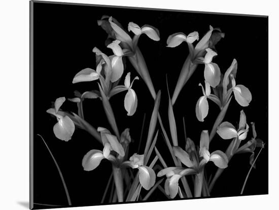 Iris Composition in Black and White-Anna Miller-Mounted Photographic Print