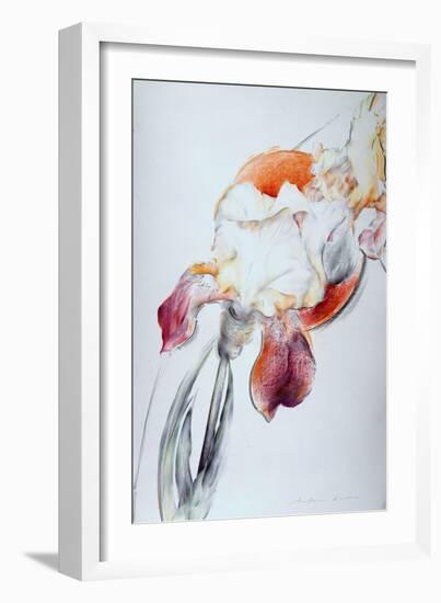 Iris - Composition IV-Antonio Ciccone-Framed Giclee Print