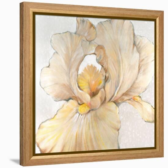 Iris Cream I-Tim OToole-Framed Stretched Canvas