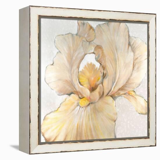 Iris Cream I-Tim OToole-Framed Stretched Canvas