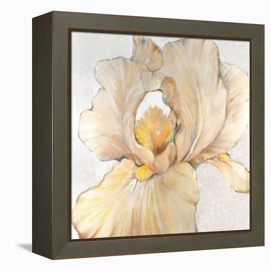 Iris Cream I-Tim OToole-Framed Stretched Canvas