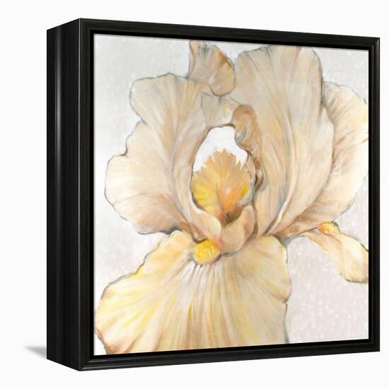 Iris Cream I-Tim OToole-Framed Stretched Canvas