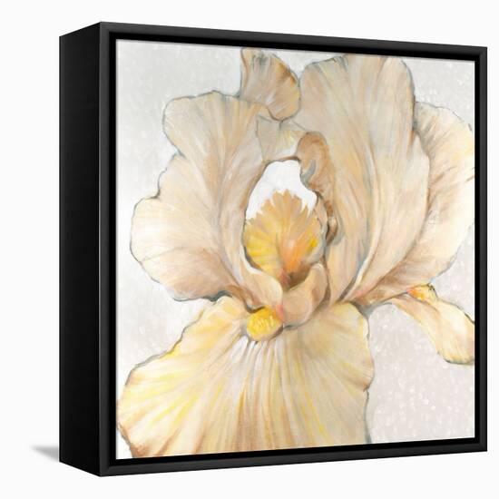 Iris Cream I-Tim OToole-Framed Stretched Canvas