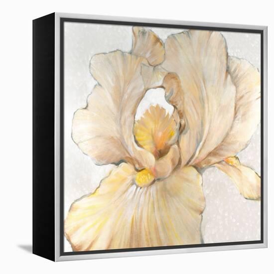 Iris Cream I-Tim OToole-Framed Stretched Canvas