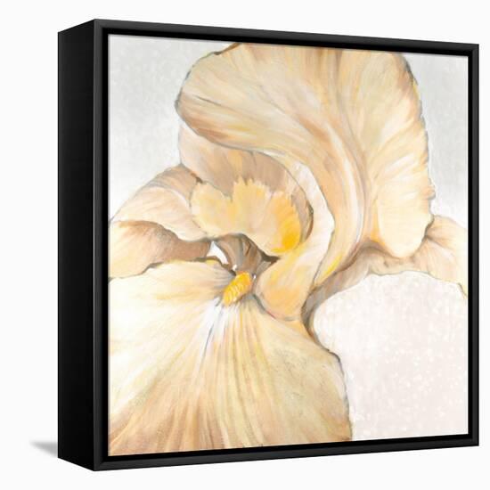 Iris Cream II-Tim OToole-Framed Stretched Canvas