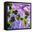 Iris Delight II-Herb Dickinson-Framed Premier Image Canvas