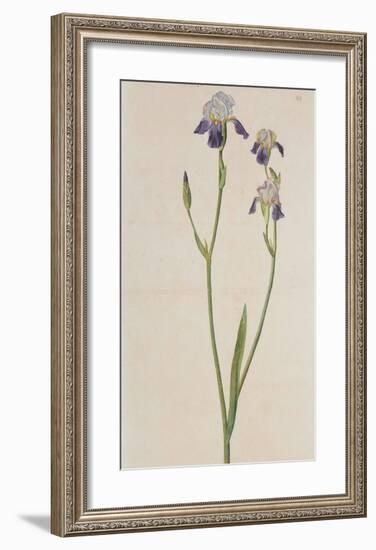 Iris (detail)-Albrecht Dürer-Framed Collectable Print