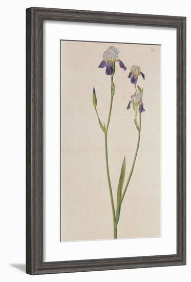 Iris (detail)-Albrecht Dürer-Framed Collectable Print