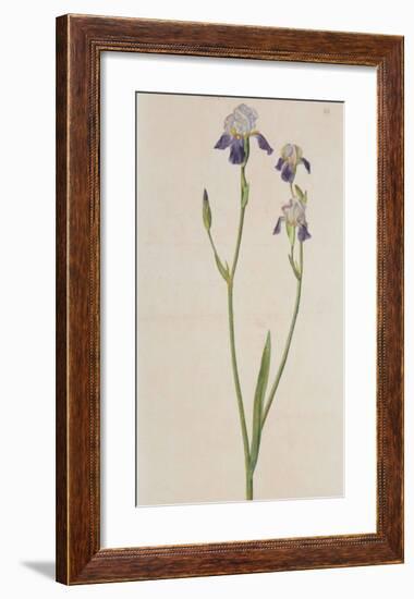 Iris (detail)-Albrecht Dürer-Framed Collectable Print