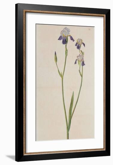 Iris (detail)-Albrecht Dürer-Framed Collectable Print