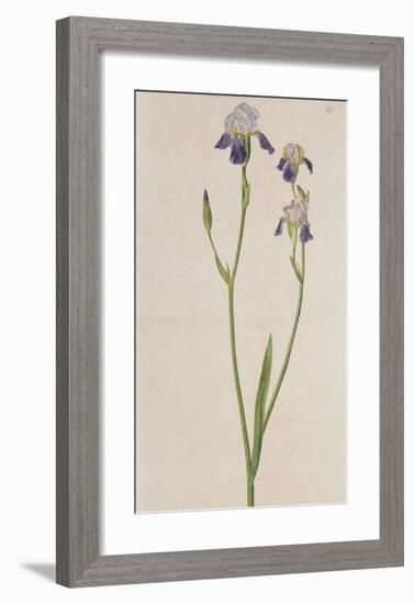 Iris (detail)-Albrecht Dürer-Framed Collectable Print