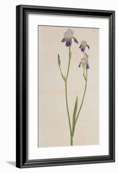 Iris (detail)-Albrecht Dürer-Framed Collectable Print