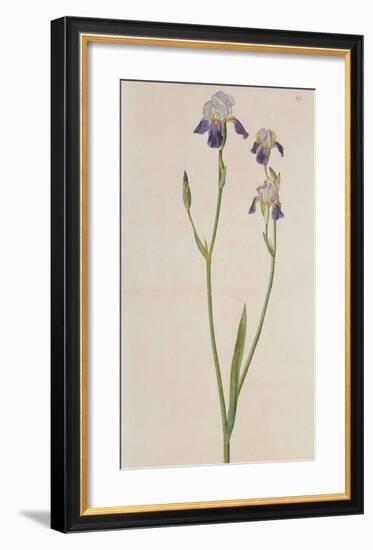 Iris (detail)-Albrecht Dürer-Framed Collectable Print