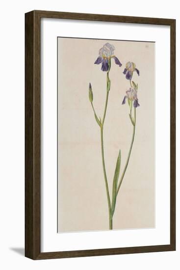 Iris (detail)-Albrecht Dürer-Framed Collectable Print
