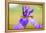 Iris, Detail-Alfons Rumberger-Framed Premier Image Canvas