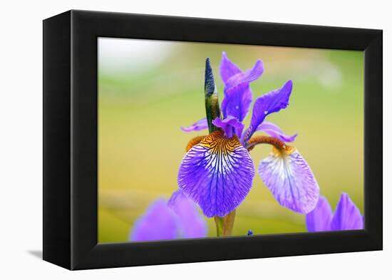 Iris, Detail-Alfons Rumberger-Framed Premier Image Canvas