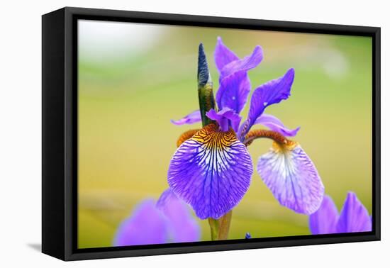 Iris, Detail-Alfons Rumberger-Framed Premier Image Canvas