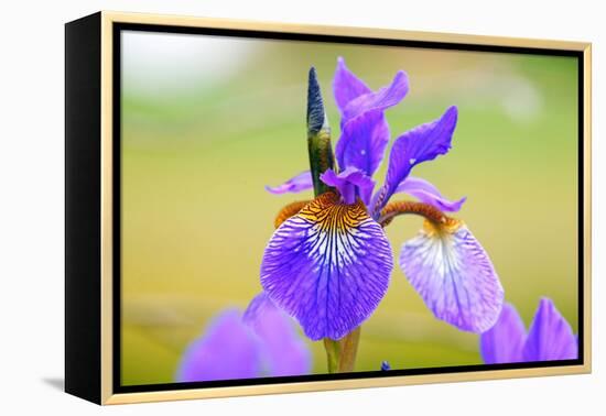 Iris, Detail-Alfons Rumberger-Framed Premier Image Canvas