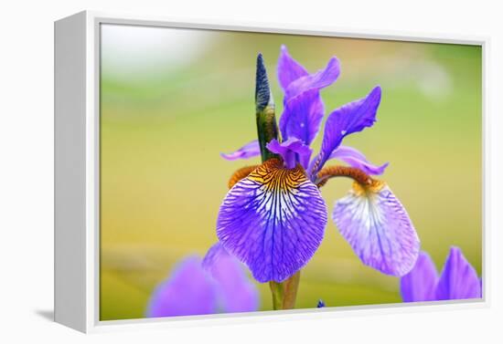 Iris, Detail-Alfons Rumberger-Framed Premier Image Canvas