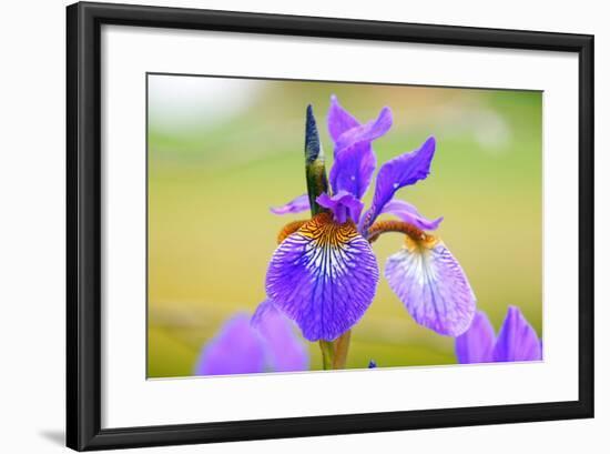 Iris, Detail-Alfons Rumberger-Framed Photographic Print