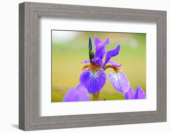 Iris, Detail-Alfons Rumberger-Framed Photographic Print