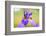 Iris, Detail-Alfons Rumberger-Framed Photographic Print