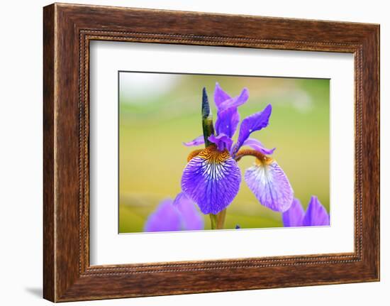 Iris, Detail-Alfons Rumberger-Framed Photographic Print