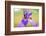 Iris, Detail-Alfons Rumberger-Framed Photographic Print