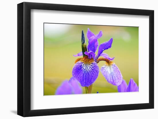 Iris, Detail-Alfons Rumberger-Framed Photographic Print