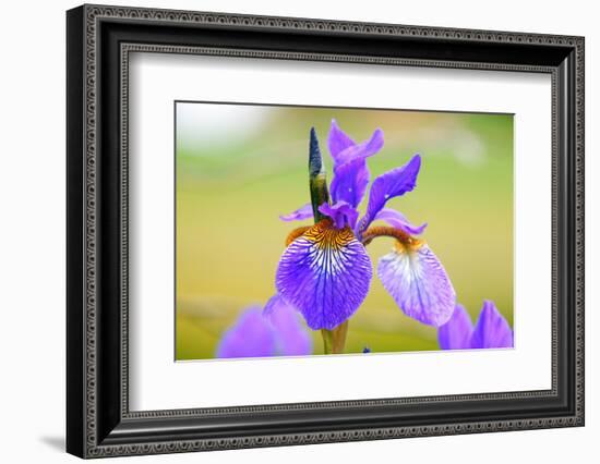 Iris, Detail-Alfons Rumberger-Framed Photographic Print