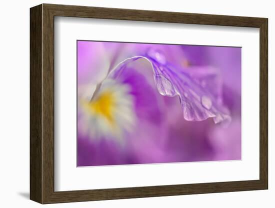 Iris Drop-Ursula Abresch-Framed Photographic Print