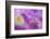 Iris Drop-Ursula Abresch-Framed Photographic Print