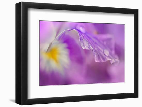 Iris Drop-Ursula Abresch-Framed Photographic Print