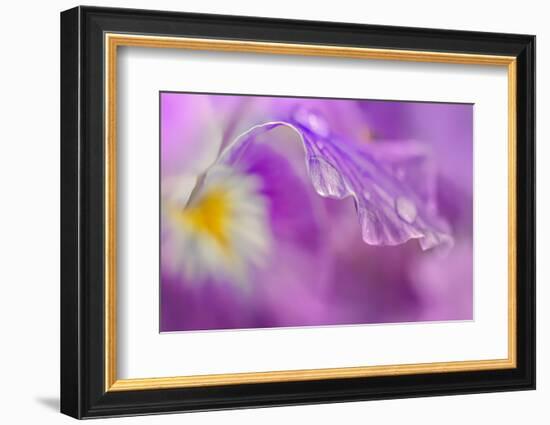 Iris Drop-Ursula Abresch-Framed Photographic Print