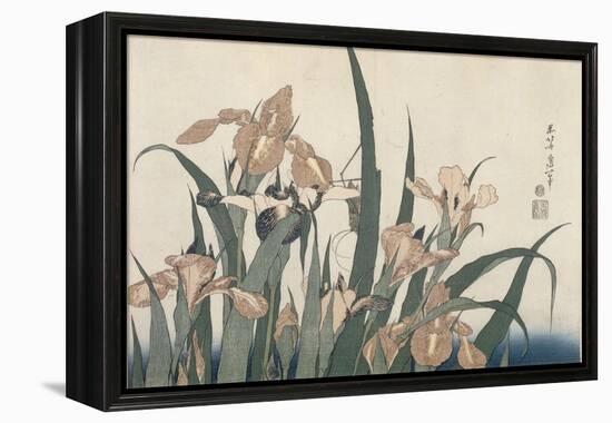 Iris et sauterelle-Katsushika Hokusai-Framed Premier Image Canvas