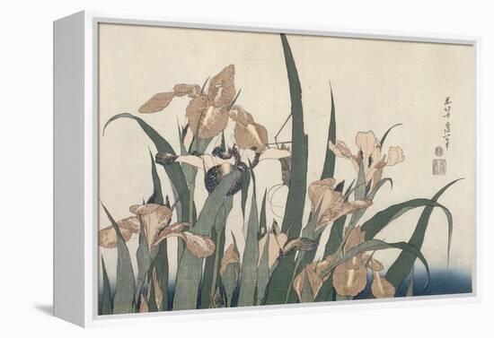 Iris et sauterelle-Katsushika Hokusai-Framed Premier Image Canvas