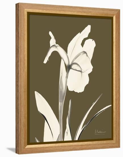 Iris Fall-Albert Koetsier-Framed Stretched Canvas