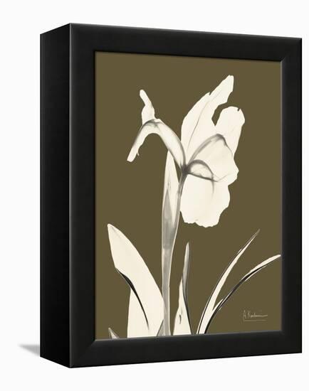 Iris Fall-Albert Koetsier-Framed Stretched Canvas