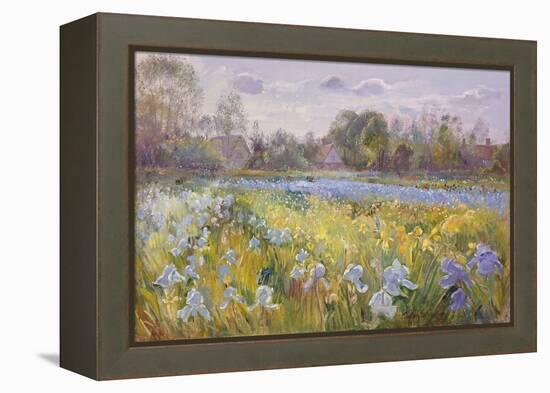 Iris Field in the Evening Light, 1993-Timothy Easton-Framed Premier Image Canvas
